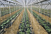 Growing Solanum lycopersicum (tomatoes) under greenhouse, France