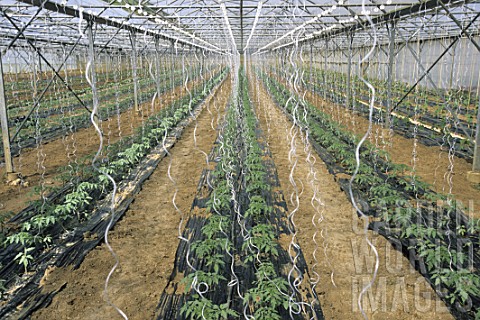 Growing_Solanum_lycopersicum_tomatoes_under_greenhouse_France