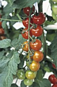 Growing Solanum lycopersicum (tomatoes) under greenhouse, France