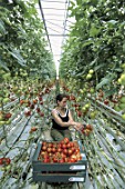 Growing Solanum lycopersicum (tomatoes) under greenhouse, France