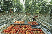 Harvesting Solanum lycopersicum (tomatoes) under greenhouse, France