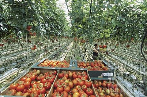 Harvesting_Solanum_lycopersicum_tomatoes_under_greenhouse_France