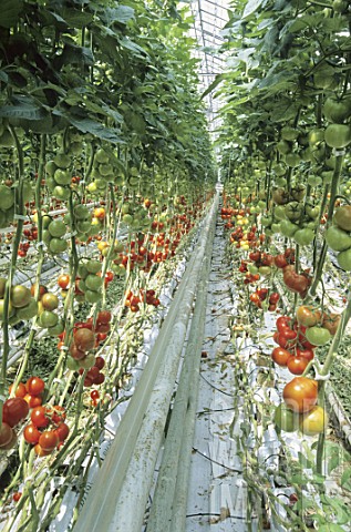 Tomato_culture_under_greenhouse_France_____