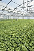 Salad cultivation, France