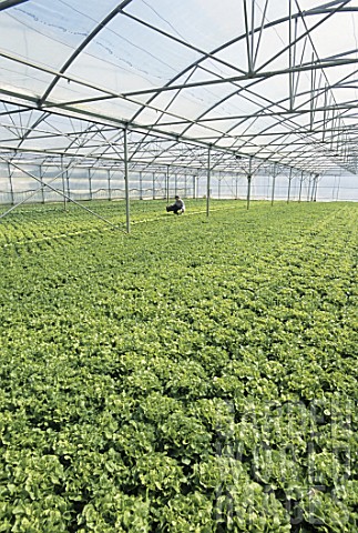 Salad_cultivation_France