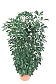 Schefflera