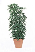 Schefflera