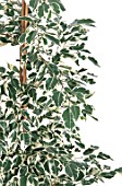 Ficus variegata