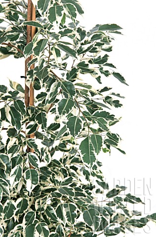 Ficus_variegata