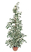 Ficus variegata