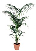 Howea forsteriana (Kentia palm) in pot