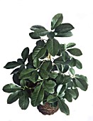 Corynocarpus laevigatus