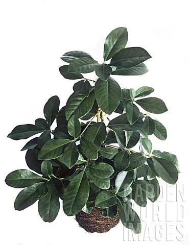 Corynocarpus_laevigatus