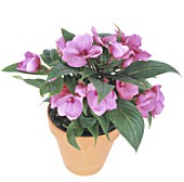 Impatiens (new-guinea hybrid)