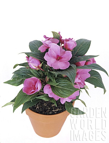 Impatiens_newguinea_hybrid