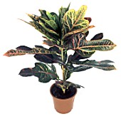 Codiaeum variegatum (Croton)