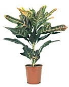 Codiaeum variegatum (Croton)