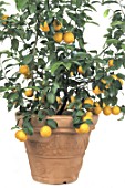 Citrus sinensis (Orange tree) in pot