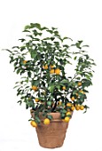 Citrus sinensis (Orange tree) in pot