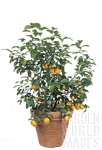 Citrus_sinensis_Orange_tree_in_pot