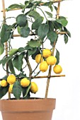 Citrus x limon (Lemon tree)