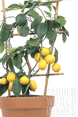 Citrus_x_limon_Lemon_tree