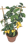 Citrus x limon (Lemon tree)