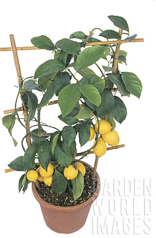 Citrus_x_limon_Lemon_tree
