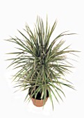 Dracaena