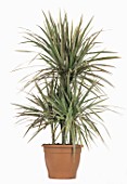 Dracaena