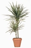 Dracaena