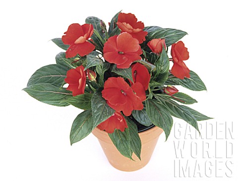 Impatiens_newguinea_hybrid