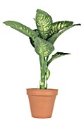 Dieffenbachia in pot