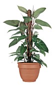 Philodendron Red Emerald