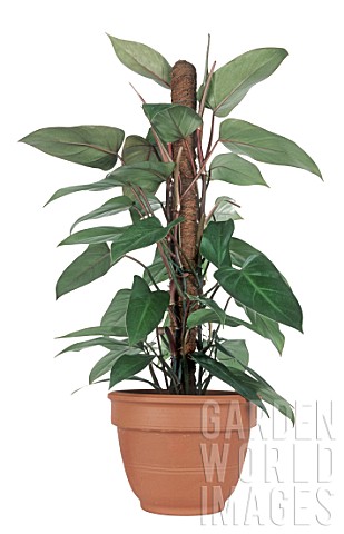 Philodendron_Red_Emerald