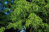 Juglans regia Laciniata (English Walnut)