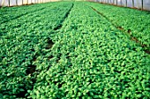 Cultivation of Ocimum basilicum (Basil) in greenhouse