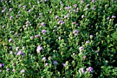 Field of Phacelia campanularia (California Bluebells)