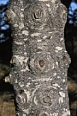 Nodes on a trunk of coniferous tree, Newfoundland, Canada