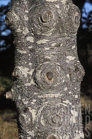 Nodes_on_a_trunk_of_coniferous_tree_Newfoundland_Canada