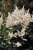 Astilbe in flower