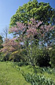 Cercis siliquastrum in spring