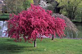 Prunus tree in flower in spring