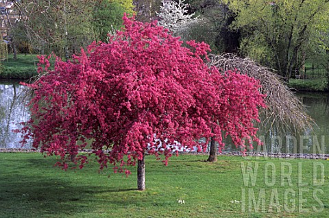 Prunus_tree_in_flower_in_spring