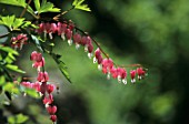 Dicentra flowers in spring