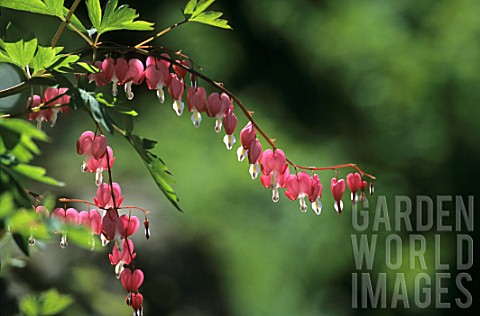 Dicentra_flowers_in_spring