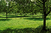 Irrigation of Juglans regia (Walnut tree) plantation