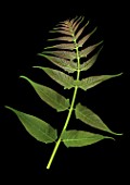 Young specimen of Ailanthus sp.