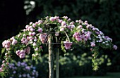 Climbing, trained Rosa in Park of the Tete dOr Rosery, Lyon, France