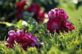 Rosa (close-up) in Park of the Tete dOr Rosery, Lyon, France